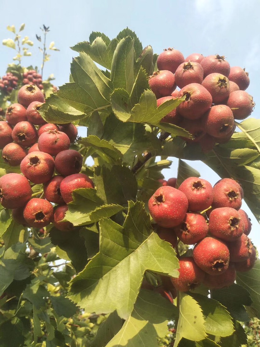 大金星山楂 20 - 25克