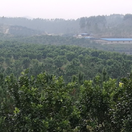 陆川县 化橘红果园，可种植养殖建设农庄，四面鱼塘环抱，交通便利。