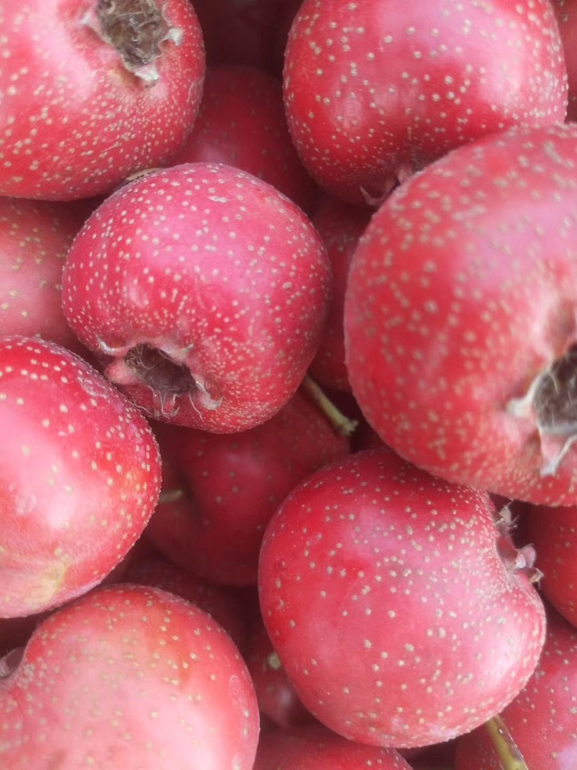 大金星山楂 20 - 25克