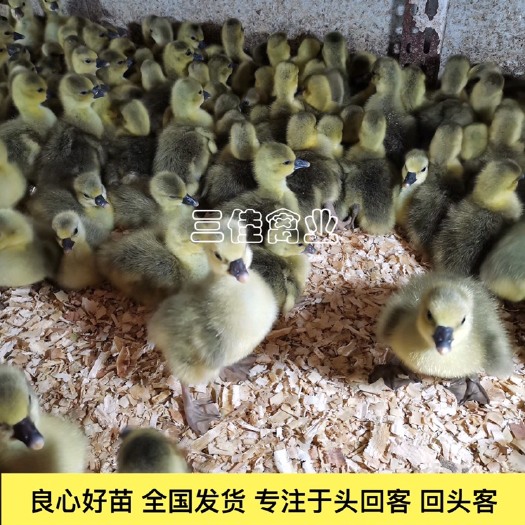 南宁郎德鹅苗 朗德鹅 雁鹅 厂家供应 大量批发