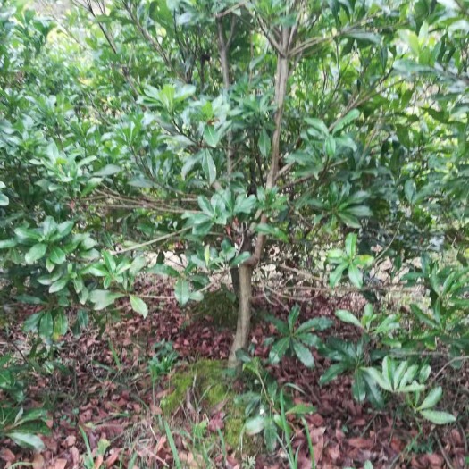 靖州县荸荠杨梅种苗