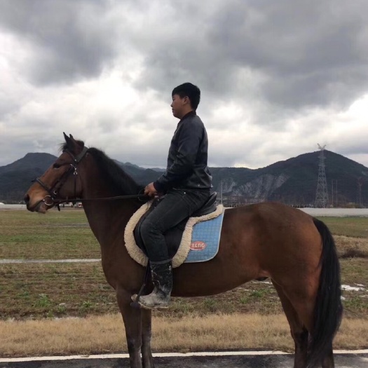 杭州 半血骟马