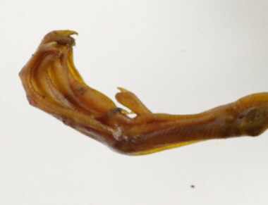 眉山 腊鸭脚 厂家直销