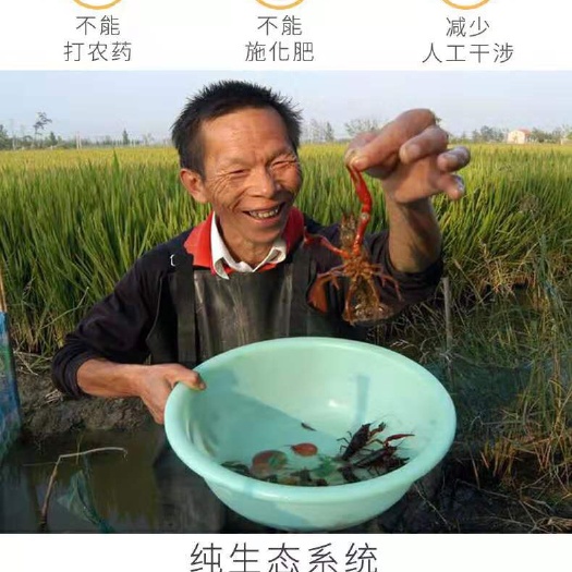 怀宁县香米 一等品 一季稻 籼米