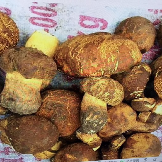 长岭县美味牛肝菌 鲜牛肝菌 野生牛肝菌