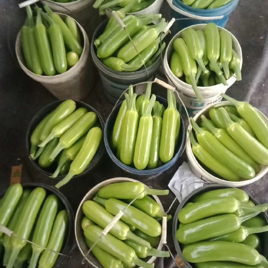 淄博绿皮西葫芦  绿皮大西葫芦大量上市产地直供量大优先专业合作社代办