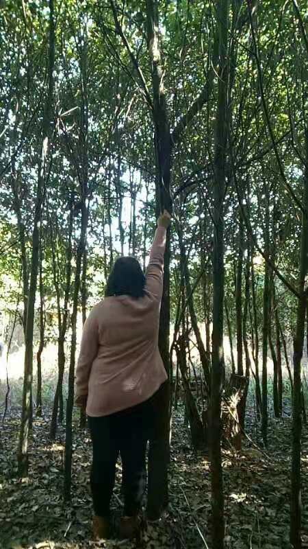 宜良县 香樟
