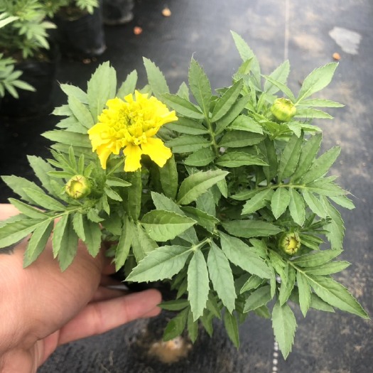 佛山万寿菊苗 大量时花现货 泥碳土 耶糠 价格实惠 欢迎来购