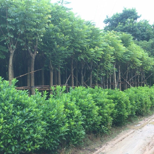 普宁市火焰木