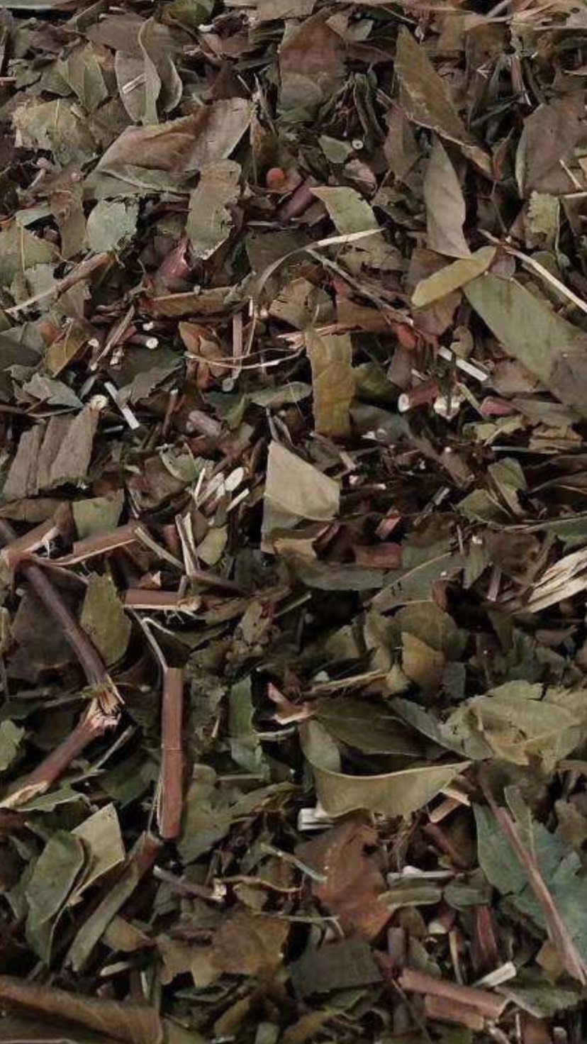大货供应｛葫芦茶｝可批量可零售量大从优【包邮】