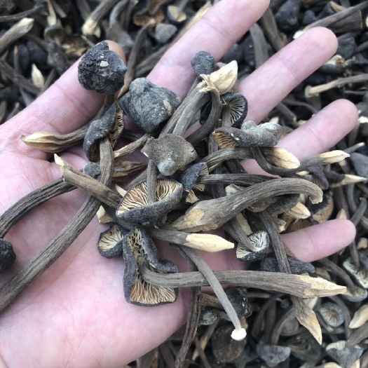 昆明鸡枞菌  云南黑皮小鸡枞干品 场地直供 货源稳定  量大从优