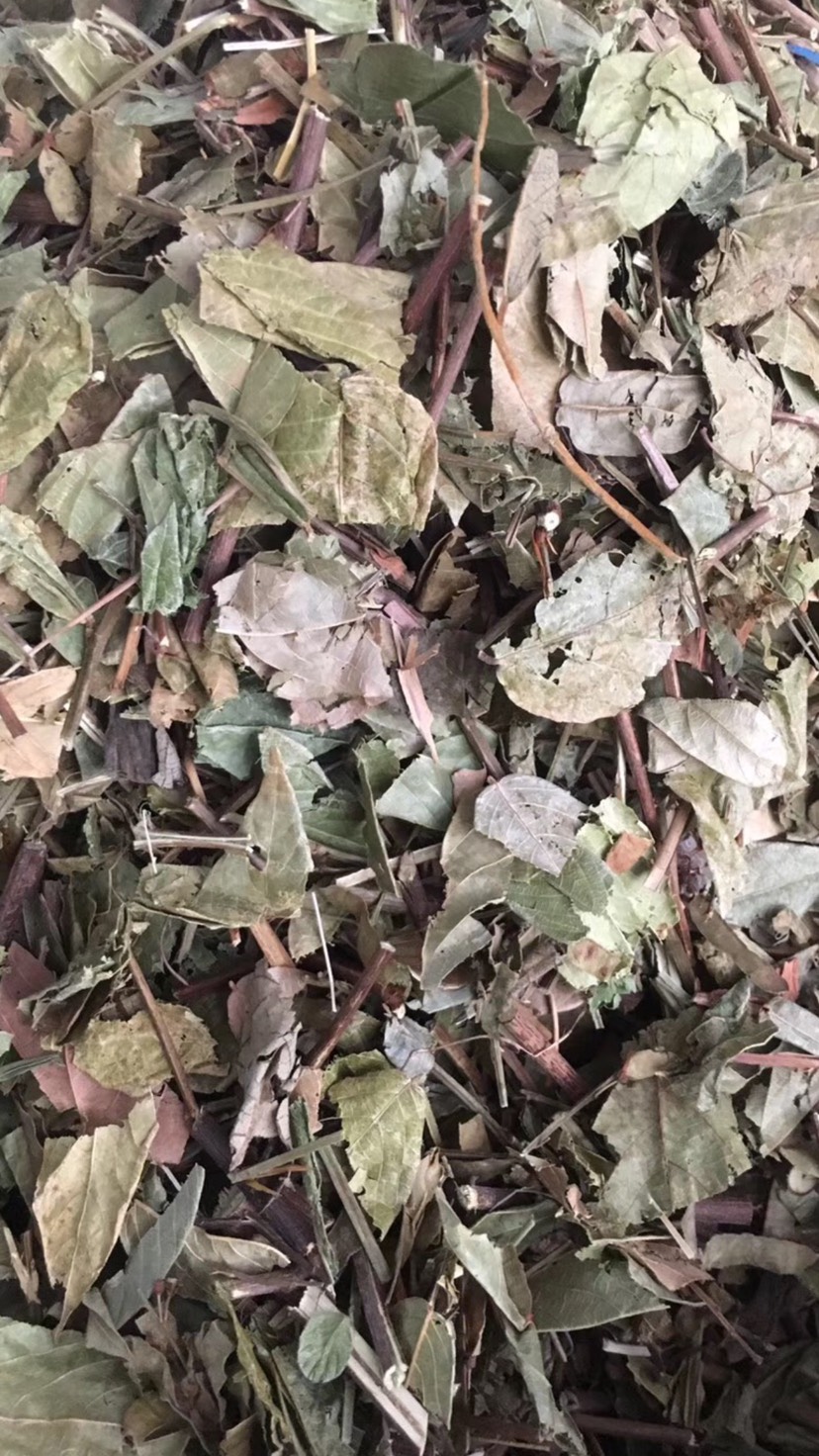 大货供应｛葫芦茶｝可批量可零售量大从优【包邮】
