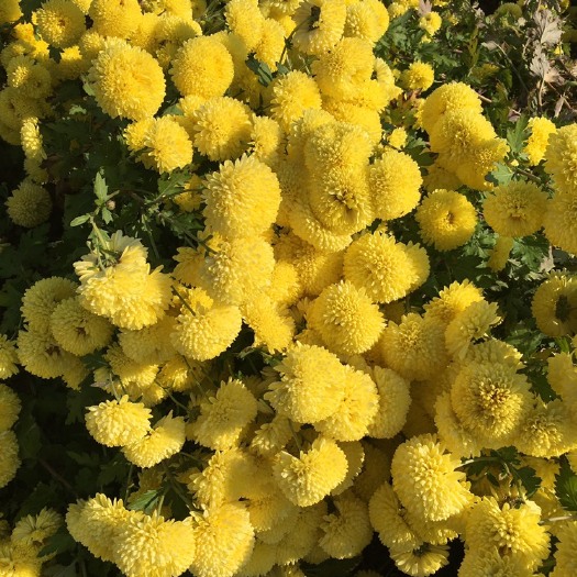 无为市 婺源皇菊苗