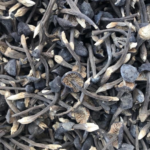 昆明鸡枞菌  云南黑皮小鸡枞场地直供 货源稳定  量大从优