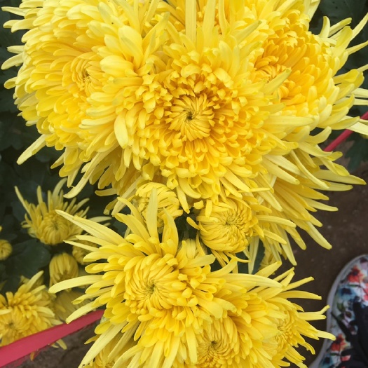 无为市金丝皇菊苗