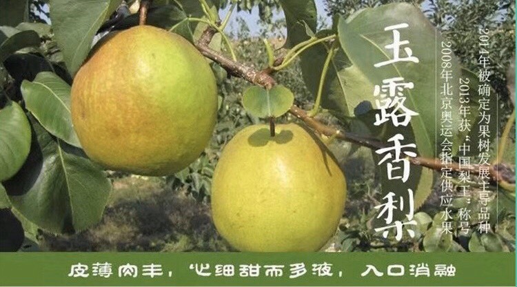 隰县 贵乎“隰”有，万“梨”挑一，正宗隰县玉露香，批发