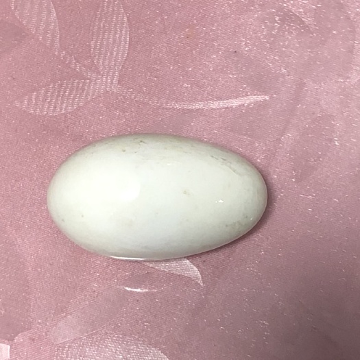 大城县 三花大鹅出生鹅蛋，现每天可供应100只，质量好，价格优！