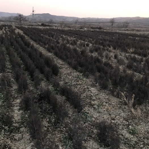 邯郸圆枝侧柏 当年自种侧柏小苗，30一40公分，旱地苗，包装车，运费商议。