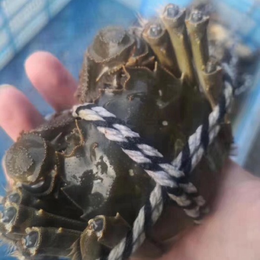 天长市 红膏大闸蟹全母