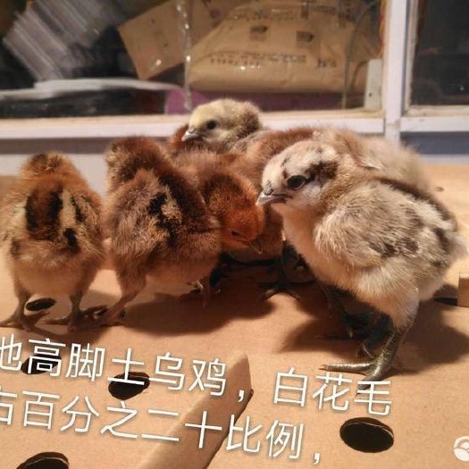 昆明 凉山高脚土鸡苗  混苗