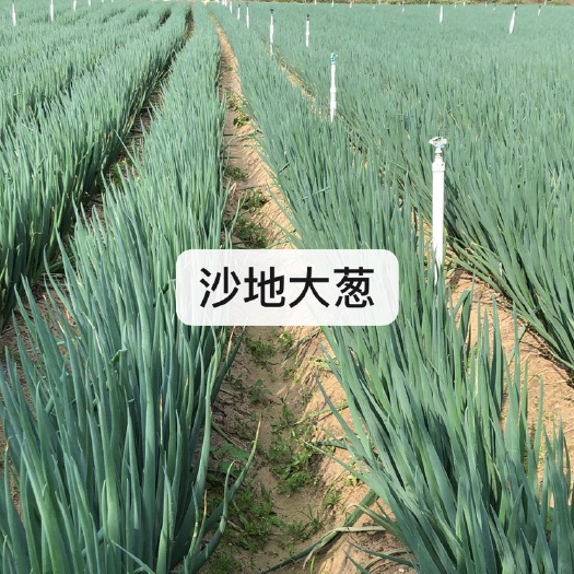 漳浦县大葱 毛葱 福建省漳州市漳浦县