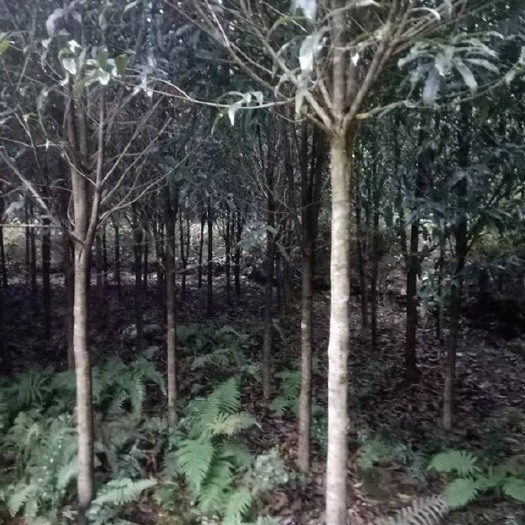 邵武市普通桂花树