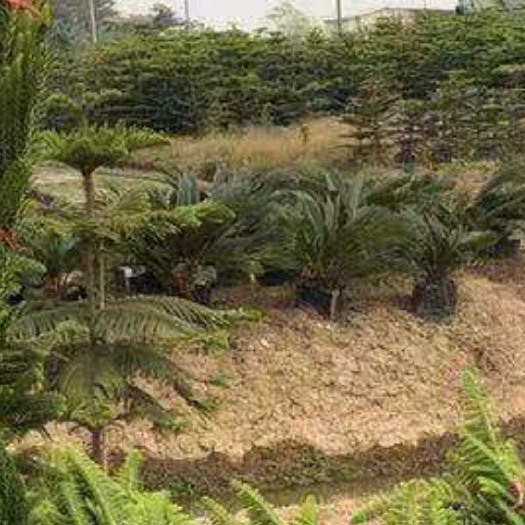 博罗县苏铁 铁树