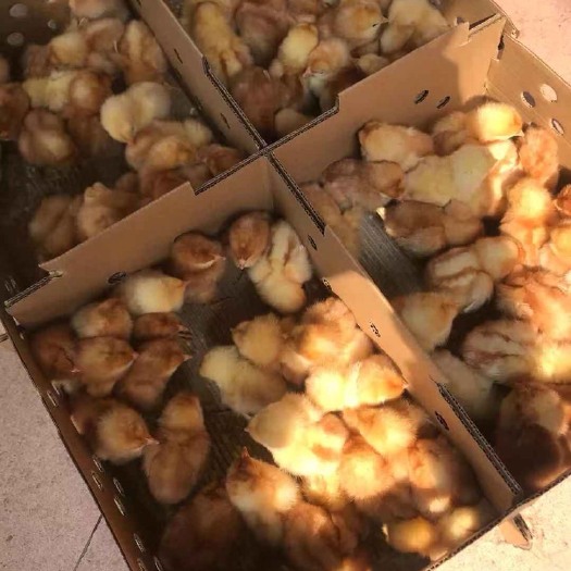 广州 高产蛋鸡苗 海兰褐蛋鸡苗 年产蛋300 包运输 包打疫苗