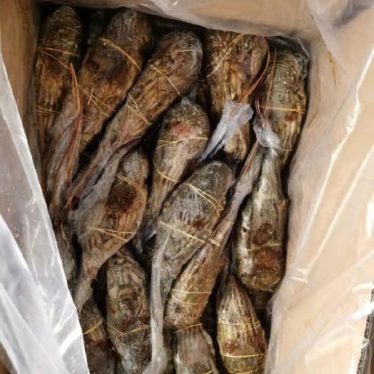 湛江印尼小青龙龙虾 印尼速冻青龙 年尾大清货