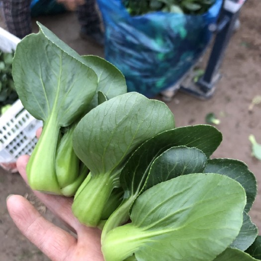 启东市上海青 8-12cm