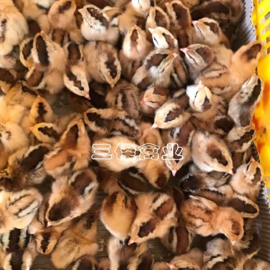 南宁 灵山土鸡苗 桂香土鸡苗/三黄土鸡苗/出壳苗