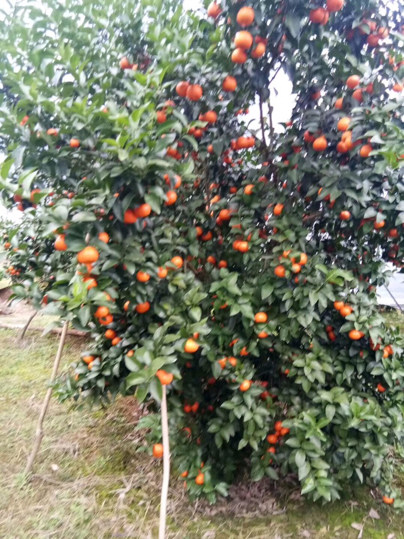 沙糖桔 广西荔浦市农家果园自种砂糖橘，果肉脆甜，多汁，无渣，欢迎订购