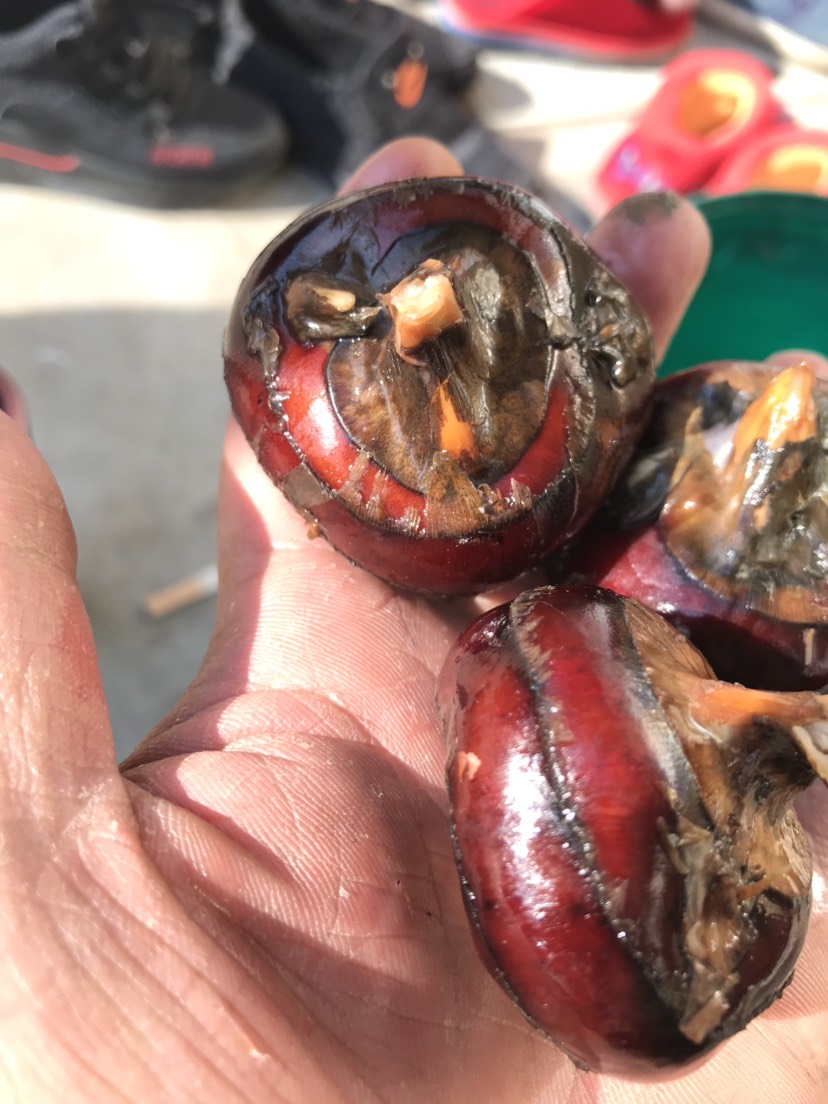  毛马蹄