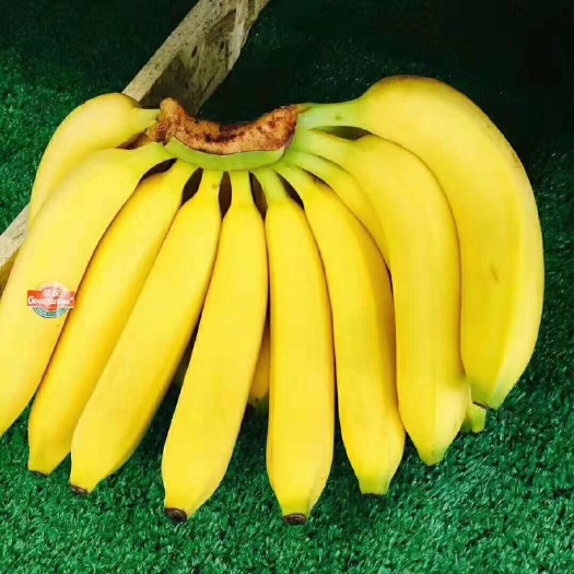 广州菲律宾香蕉 七成熟