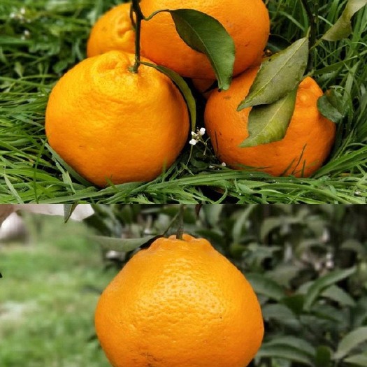 蒲江县 蒲江耙耙柑高级次果糖甜颜色红无青果