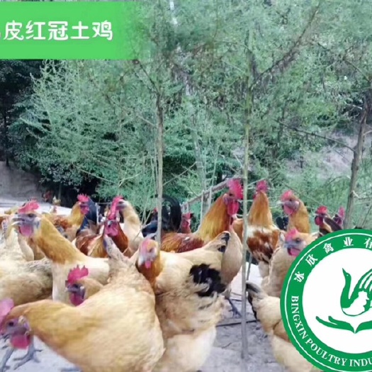 广州 乌皮红冠土鸡苗