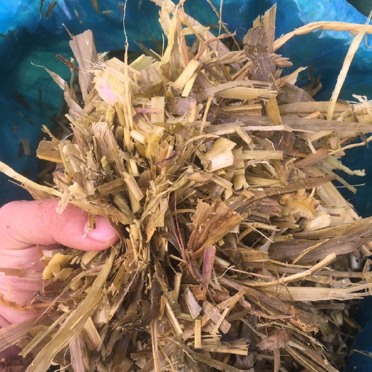 芒市青贮类饲料