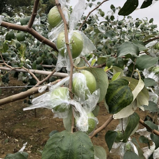 扶绥县青枣 一级
