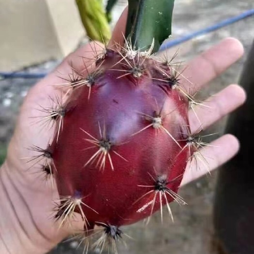 广州燕窝火龙果苗  红皮燕窝火龙果
