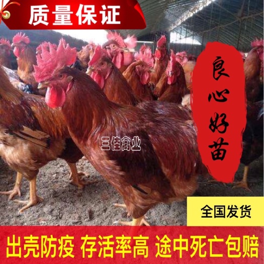 南宁 九斤黄鸡苗-快大型肉鸡苗  出壳苗