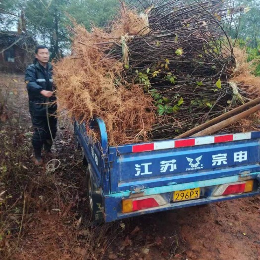 樟树市 江西中花吴茱萸苗出售 产地直发