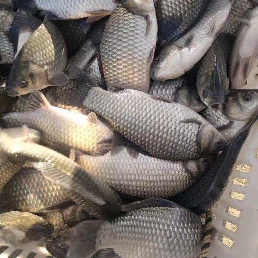海宁市中科三号鲫鱼  鲫鱼，银鲫，中科三号（塘口直供）（垂钓专用）诚信经营，合作共