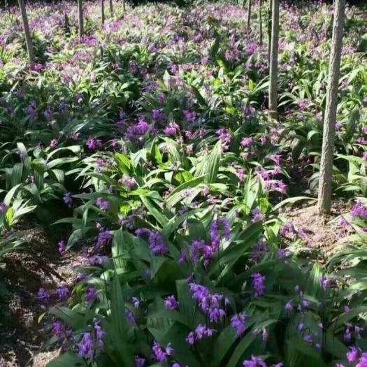 仁寿县紫花白芨苗 白芨种苗基地直发，规格任选，量大从优