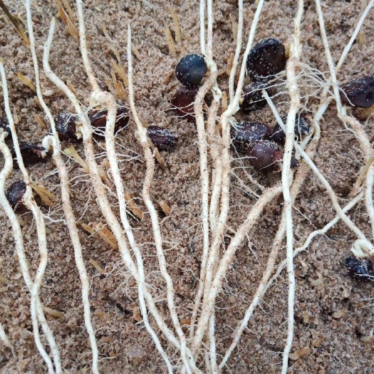 分宜县农机袋油茶苗 油茶苗嫁接茶树苗