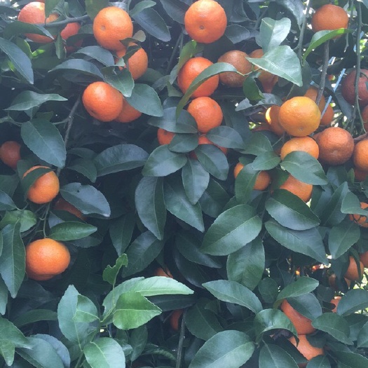 上林县沙糖桔 ，果面起砂好，颜色红，规格35-50占比高，糖度15