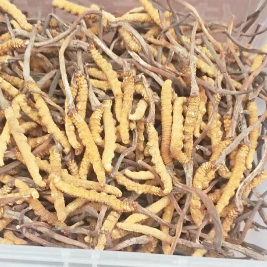 淮安 青海正品 冬虫夏草
