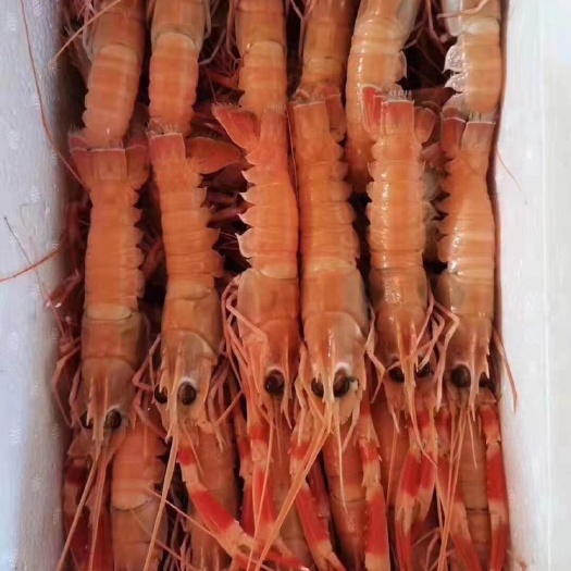 荣成市冻小龙虾 海龙虾3.5斤净重