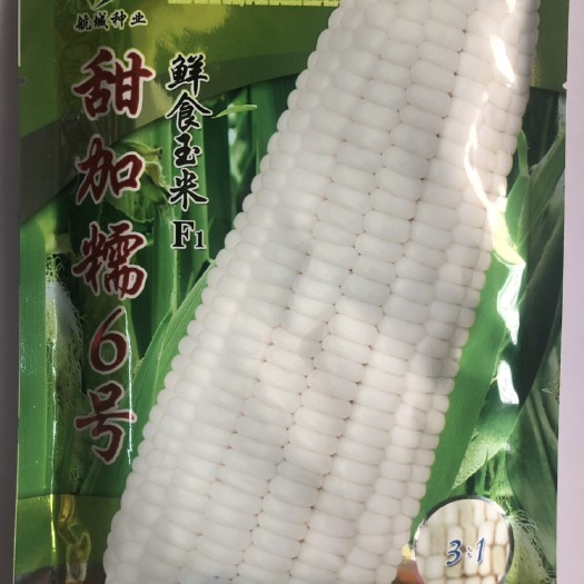 甜糯玉米种子 甜加糯6号玉米种子