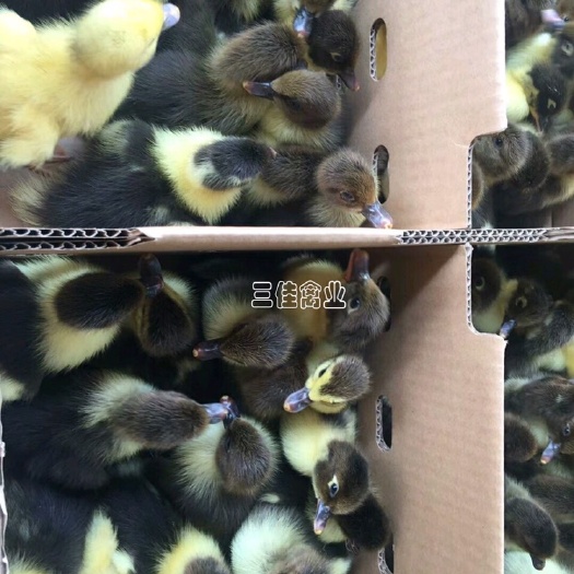 南宁 大花番鸭苗 包疫苗运输成活 假一赔十