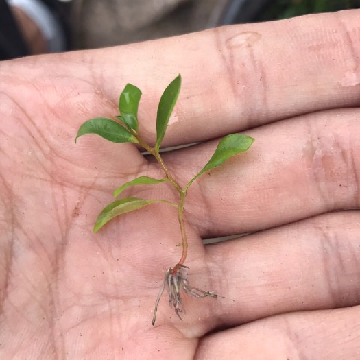 漳州 红千层组培苗